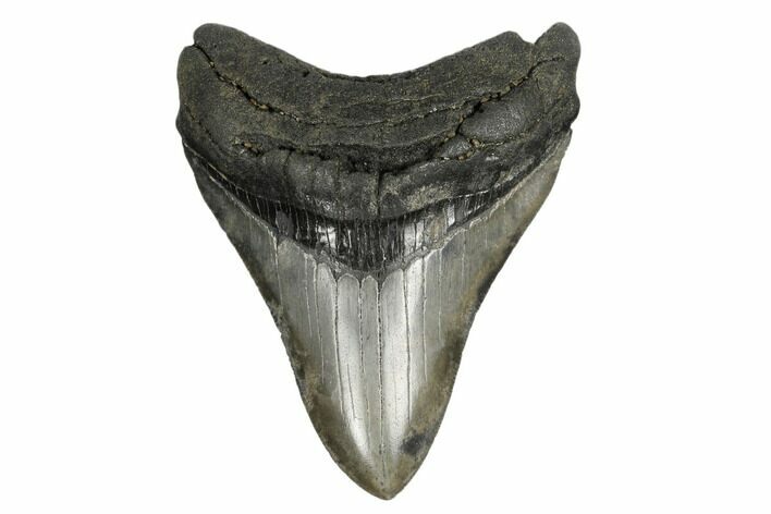 Fossil Megalodon Tooth - South Carolina #164993
